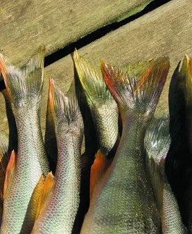 Image illustrating Fiskstjärtar