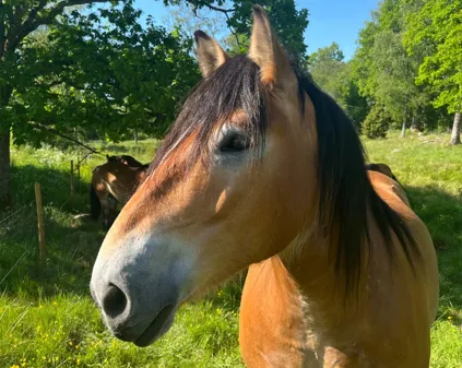 Image illustrating Hast