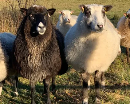 Image illustrating Faren