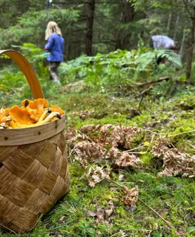 Image illustrating Svampkorg Med Barn