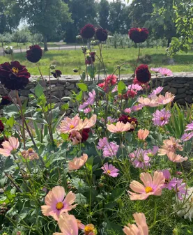 Image illustrating Blommor Kärrhult